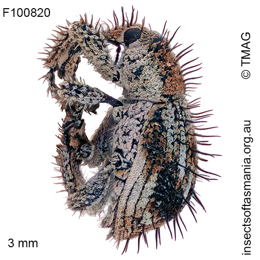 Misophrice-hispida_a Misophrice hispida