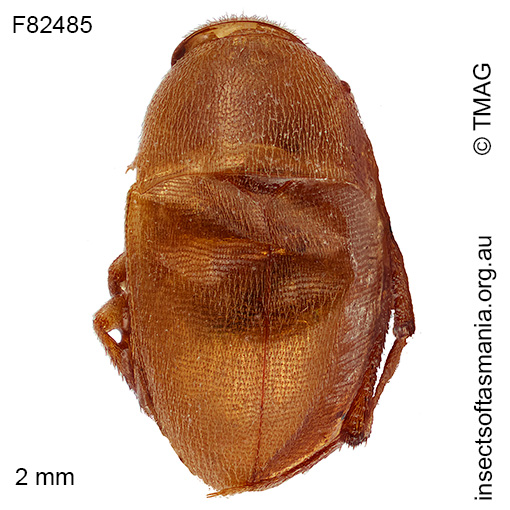 Nargomorphus-bryanti Nargomorphus bryanti
