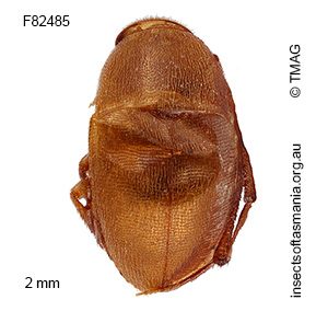 Nargomorphus bryanti