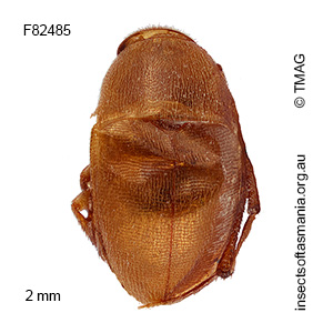 Nargomorphus bryanti