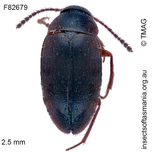 Nargomorphus-consimilis Nargomorphus consimilis