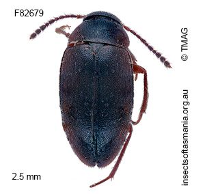 Nargomorphus consimilis