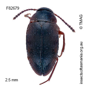 Nargomorphus consimilis