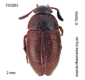 Nargomorphus jeanneli