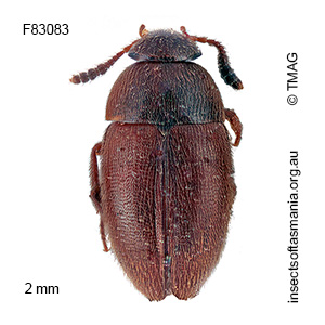 Nargomorphus jeanneli