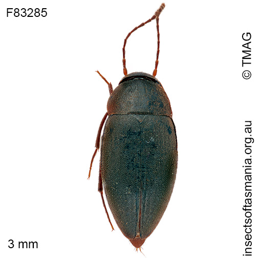 Nargomorphus victoriensis