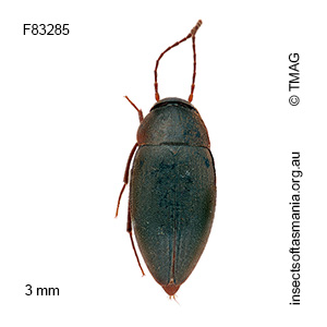 Nargomorphus victoriensis