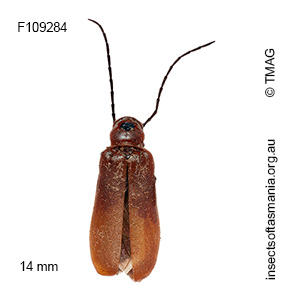 Palaestra rubripennis