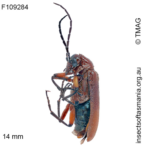 Palaestra rubripennis