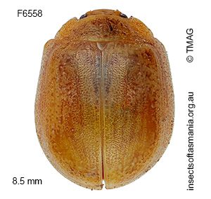 Paropsisterna simsoni