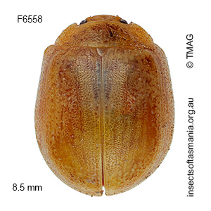 Paropsisterna simsoni