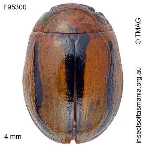Peltoschema venusta