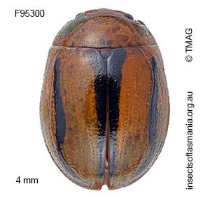 Peltoschema lepida