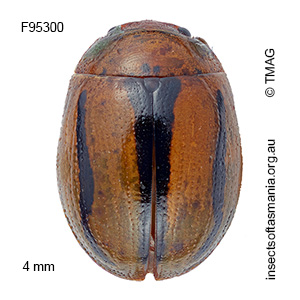 Peltoschema lepida