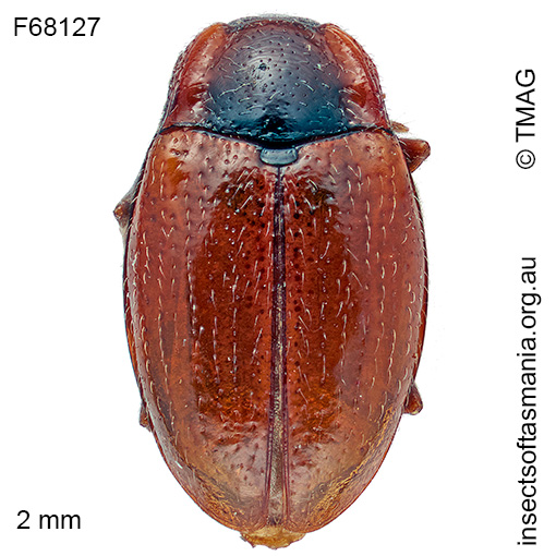 Periptyctus russulus