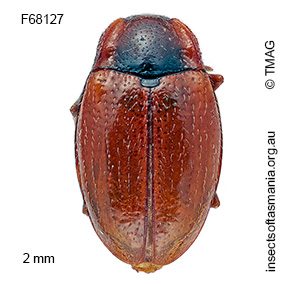 Periptyctus russulus