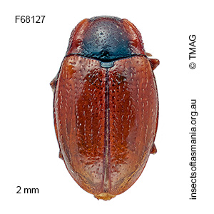 Periptyctus russulus