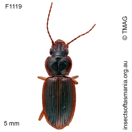 Pogonoschema pallipes
