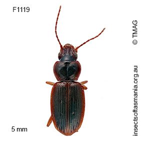 Pogonoschema pallipes