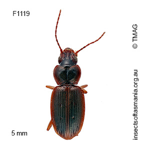 Pogonoschema pallipes