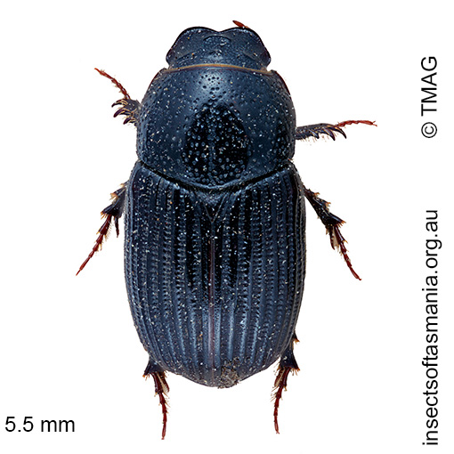 Proctophanes sculptus