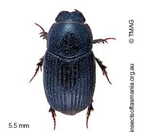 Proctophanes sculptus
