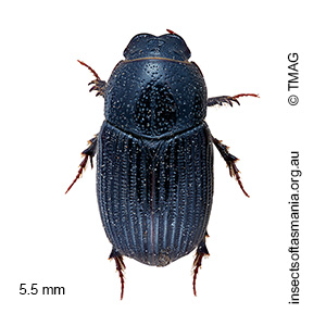 Proctophanes sculptus