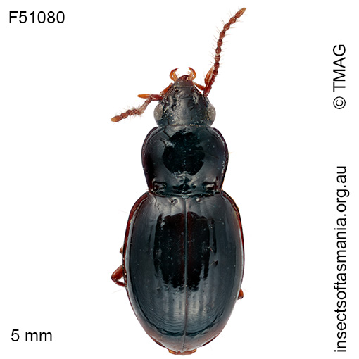 Pterocyrtus-tasmanicus Pterocyrtus tasmanicus