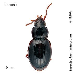 Pterocyrtus tasmanicus