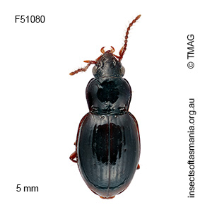 Pterocyrtus tasmanicus