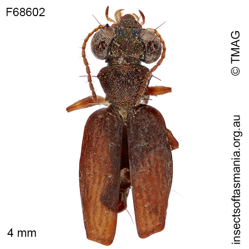Scopodes flavipes