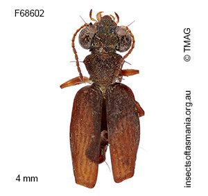 Scopodes flavipes