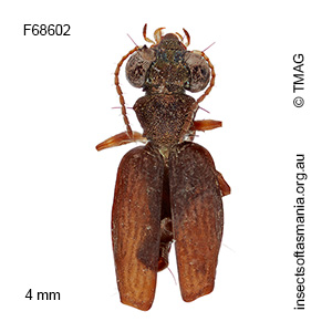 Scopodes flavipes
