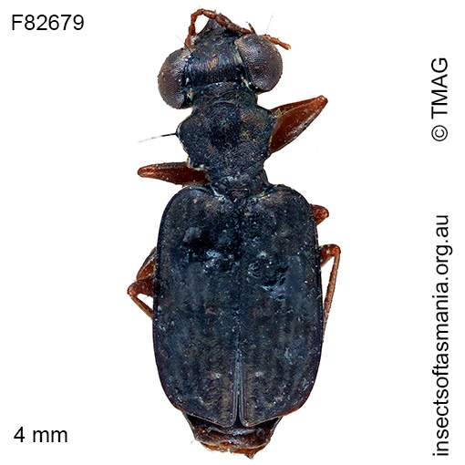 Scopodes-sexpunctus Scopodes sexpunctus