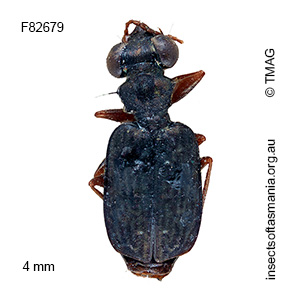 Scopodes sexpunctus