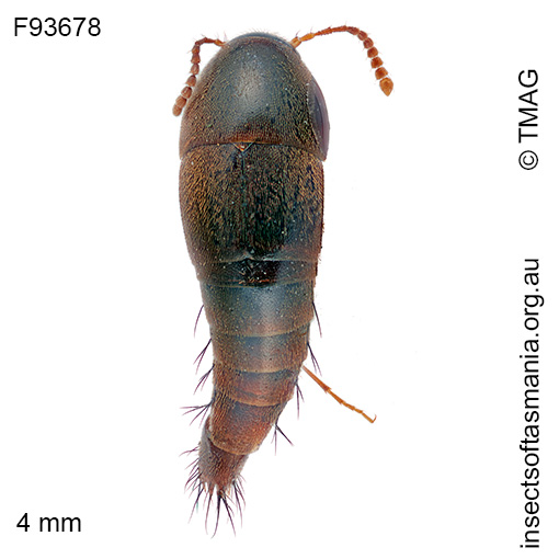 Sepedophilus australis
