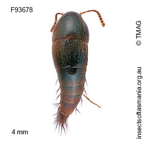 Sepedophilus australis