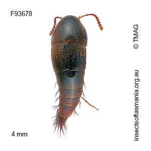Sepedophilus australis