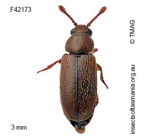 Taphropiestes pullivora