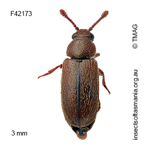 Taphropiestes pullivora