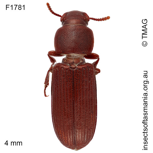 Tribolium confusum