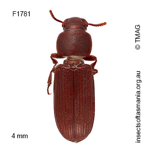Tribolium confusum