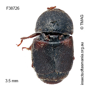 Urophorus humeralis