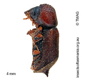 Xylobosca bispinosus