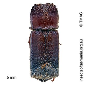 Xylodeleis obsipa