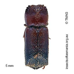 Xylodeleis obsipa