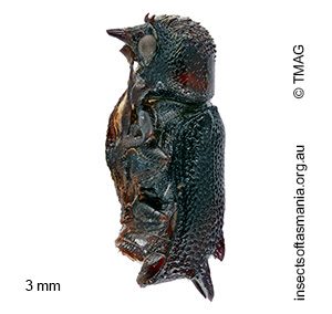 Xylotillus lindi