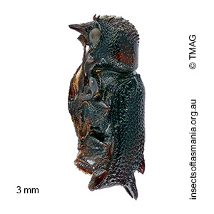 Xylotillus lindi