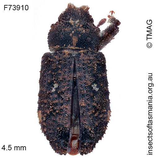 Achoperinus infulatus