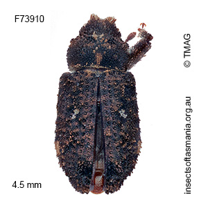 Achoperinus infulatus